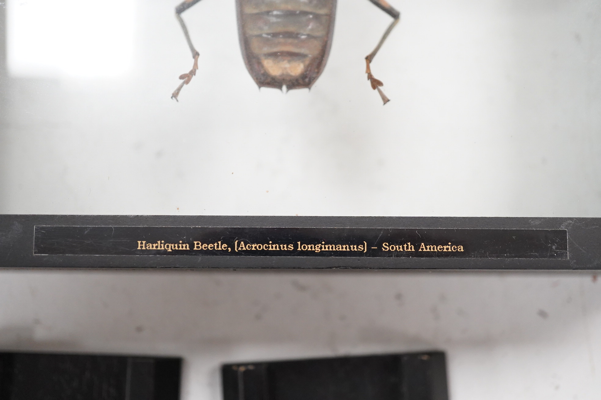 A collection of four cased taxidermy insects; the male and female Atlas Moths, 38.5cm x 31cm x 5.5cm, a Praying Mantis, a Harlequin beetle, and a Scorpion, all mounted in black painted frames, with glazed front and back